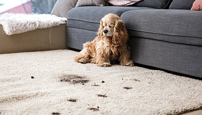 Funny dog and its dirty trails on carpet | Dehart Tile